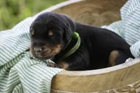 Griffin - AKC, health tested lines, a male Doberman Pinscher for sale in Milford, IN – Photo 4 of 8