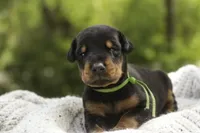 Griffin - AKC, health tested lines, a male Doberman Pinscher for sale in Milford, IN – 2 of 10