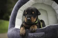Griffin - AKC, health tested lines, a male Doberman Pinscher for sale in Milford, IN – 3 of 10