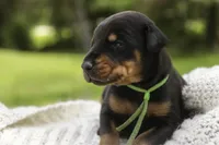 Griffin - AKC, health tested lines, a male Doberman Pinscher for sale in Milford, IN – 7 of 10