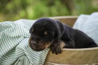 Griffin - AKC, health tested lines, a male Doberman Pinscher for sale in Milford, IN – Photo 2 of 8