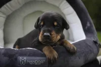 Griffin - AKC, health tested lines, a male Doberman Pinscher for sale in Milford, IN – 5 of 10