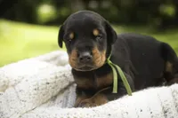 Griffin - AKC, health tested lines, a male Doberman Pinscher for sale in Milford, IN – 8 of 10