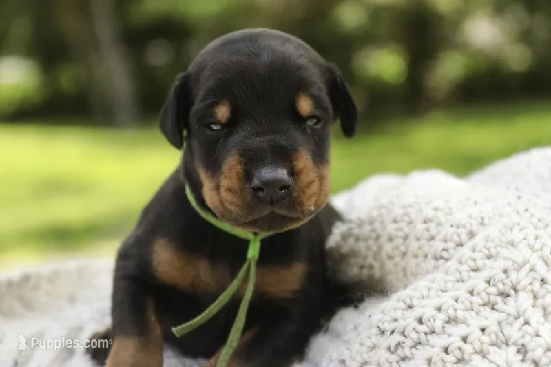 Griffin - AKC, health tested lines – Doberman Pinscher puppy for sale in Milford, IN