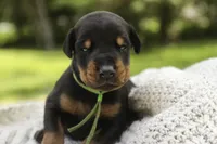 Griffin - AKC, health tested lines, a male Doberman Pinscher for sale in Milford, IN – 1 of 10
