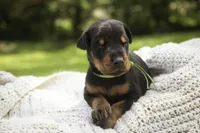 Griffin - AKC, health tested lines, a male Doberman Pinscher for sale in Milford, IN – 4 of 10
