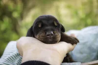 Griffin - AKC, health tested lines, a male Doberman Pinscher for sale in Milford, IN – Photo 6 of 8
