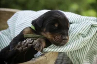 Griffin - AKC, health tested lines, a male Doberman Pinscher for sale in Milford, IN – Photo 3 of 8