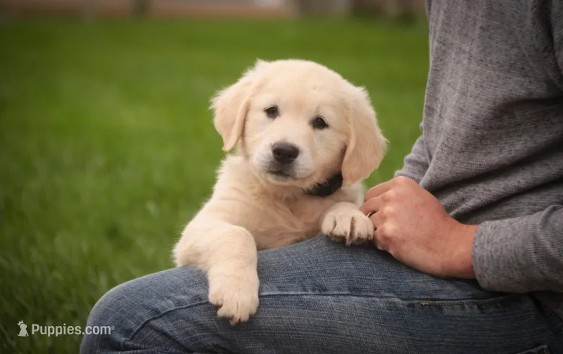 Chloe - AKC  – English Cream Golden Retriever puppy for sale in Milford, IN