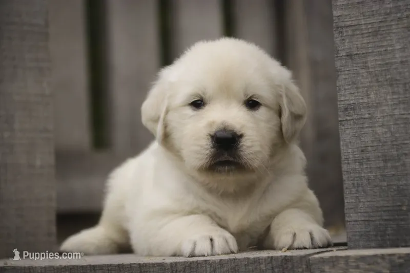 Norah - AKC – English Cream Golden Retriever puppy for sale in Milford, IN