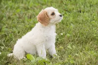 Fairy - Munchkin Bernedoodle, a female Cavalier King Charles Spaniel and Miniature Bernedoodle for sale in Milford, IN – 8 of 8