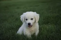 Tova AKC, a female English Cream Golden Retriever for sale in Milford, IN – Photo 5 of 6
