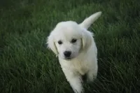 Tova AKC, a female English Cream Golden Retriever for sale in Milford, IN – Photo 2 of 6