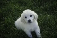 Tova AKC, a female English Cream Golden Retriever for sale in Milford, IN – Photo 3 of 6