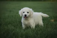 Tova AKC, a female English Cream Golden Retriever for sale in Milford, IN – Photo 4 of 6