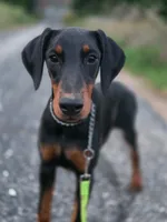Elowen - AKC, health tested lines, a female Doberman Pinscher for sale in Milford, IN – 5 of 9