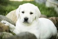 Shenandoah - AKC, health tested parents, a female Labrador Retriever for sale in Milford, IN – Photo 7 of 9