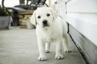 Shenandoah - AKC, health tested parents, a female Labrador Retriever for sale in Milford, IN – Photo 2 of 9