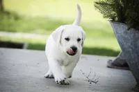 Shenandoah - AKC, health tested parents, a female Labrador Retriever for sale in Milford, IN – Photo 3 of 9