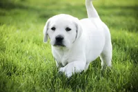 Shenandoah - AKC, health tested parents, a female Labrador Retriever for sale in Milford, IN – Photo 4 of 9