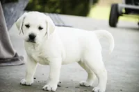 Shenandoah - AKC, health tested parents, a female Labrador Retriever for sale in Milford, IN – Photo 6 of 9