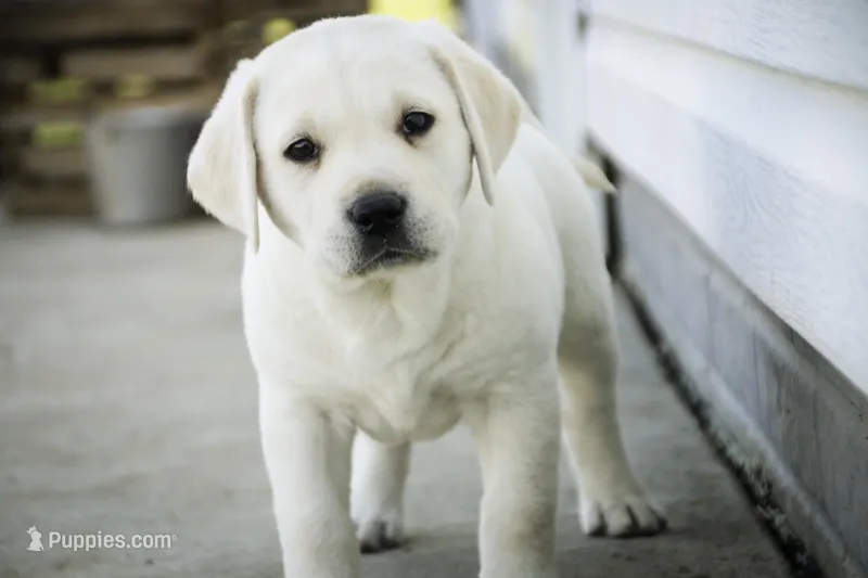 Shenandoah - AKC, health tested parents, a female Labrador Retriever for sale in Milford, IN – Photo 1 of 9