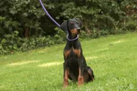 Elowen - AKC, health tested lines, a female Doberman Pinscher for sale in Milford, IN – 9 of 10