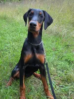Elowen - AKC, health tested lines, a female Doberman Pinscher for sale in Milford, IN – 3 of 9