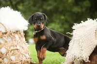 Reverie - AKC, Health tested lines, a female Doberman Pinscher for sale in Milford, IN – 2 of 7