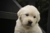Norah - AKC, a female English Cream Golden Retriever for sale in Milford, IN – 4 of 8