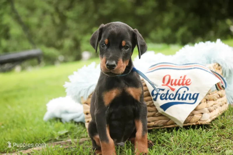 Malcolm - AKC, Health tested lines – Doberman Pinscher puppy for sale in Milford, IN