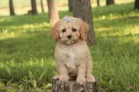 Buttons - Munchkin Bernedoodle, a female Cavalier King Charles Spaniel and Miniature Bernedoodle for sale in Milford, IN – 4 of 7