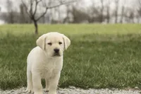 Shiloh- AKC, health tested parents, a male Labrador Retriever for sale in Milford, IN – Photo 3 of 10
