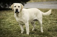 Shiloh- AKC, health tested parents, a male Labrador Retriever for sale in Milford, IN – Photo 9 of 10