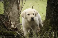 Shiloh- AKC, health tested parents, a male Labrador Retriever for sale in Milford, IN – Photo 7 of 10