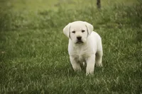 Shiloh- AKC, health tested parents, a male Labrador Retriever for sale in Milford, IN – Photo 8 of 10