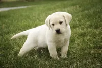 Shiloh- AKC, health tested parents, a male Labrador Retriever for sale in Milford, IN – Photo 5 of 10