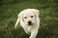Shiloh- AKC, health tested parents, a male Labrador Retriever for sale in Milford, IN – Photo 2 of 10