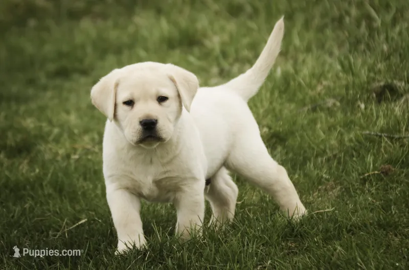 Shiloh- AKC, health tested parents – Labrador Retriever puppy for sale in Milford, IN