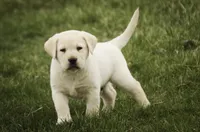 Shiloh- AKC, health tested parents, a male Labrador Retriever for sale in Milford, IN – Photo 1 of 10