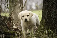 Shiloh- AKC, health tested parents, a male Labrador Retriever for sale in Milford, IN – Photo 4 of 10