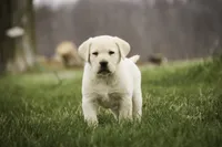 Shiloh- AKC, health tested parents, a male Labrador Retriever for sale in Milford, IN – Photo 6 of 10