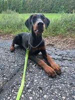 Elowen - AKC, health tested lines, a female Doberman Pinscher for sale in Milford, IN – 7 of 9