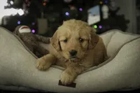 Sierra - AKC, a female Golden Retriever for sale in Milford, IN – Photo 1 of 7