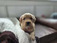 Sierra - AKC, a female Golden Retriever for sale in Milford, IN – Photo 5 of 7