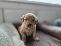 Sierra - AKC, a female Golden Retriever for sale in Milford, IN – Photo 6 of 7