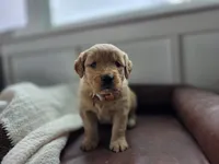 Sierra - AKC, a female Golden Retriever for sale in Milford, IN – Photo 7 of 7