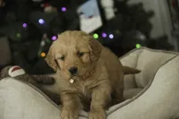 Sierra - AKC, a female Golden Retriever for sale in Milford, IN – Photo 2 of 7