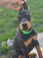 Isadora - AKC, health tested parents, a female Doberman Pinscher for sale in Milford, IN – 3 of 10