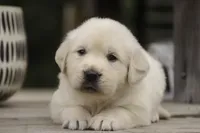 Norah - AKC, a female English Cream Golden Retriever for sale in Milford, IN – 8 of 8